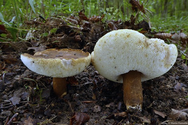 hríbnik gaštanovohnedý Gyroporus castaneus (Bull.) Quél.