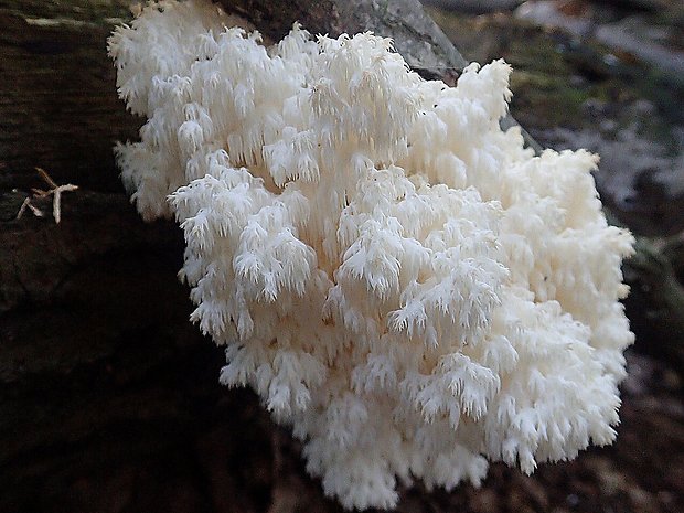 koralovec bukový Hericium coralloides (Scop.) Pers.