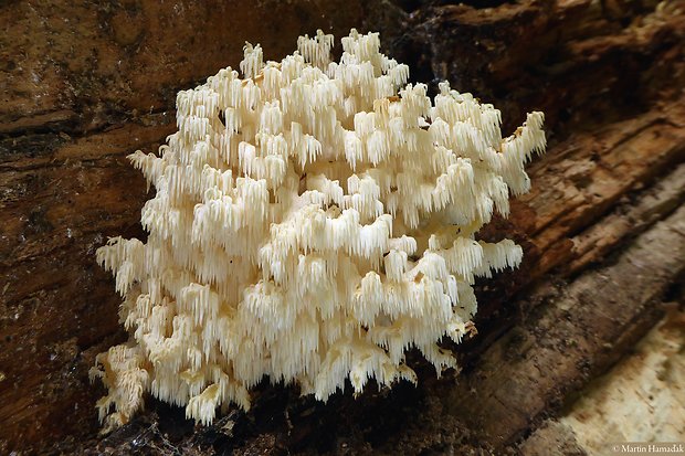 koralovec bukový Hericium coralloides (Scop.) Pers.