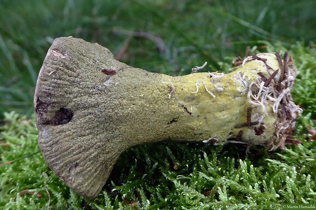 hubožer zelený Hypomyces viridis P. Karst.