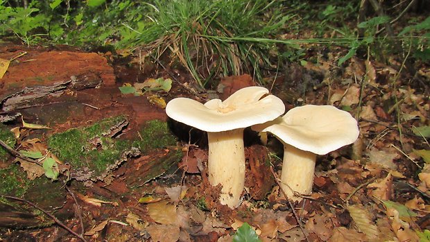 čechratec obrovský Leucopaxillus giganteus (Sowerby) Singer