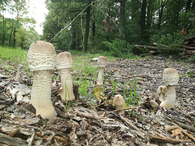 bedľa vysoká Macrolepiota procera (Scop.) Singer