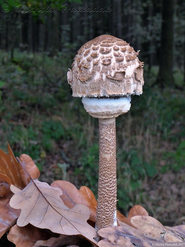 bedľa vysoká Macrolepiota procera (Scop.) Singer