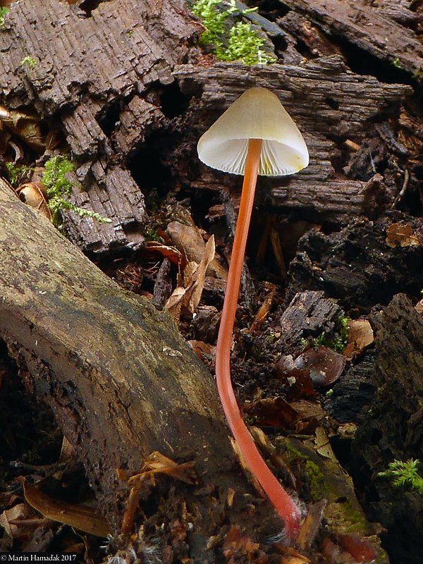 prilbička šafranová Mycena crocata (Schrad.) P. Kumm.