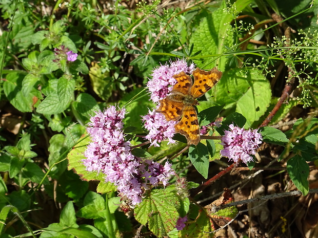 babôčka zubatokrídla Polygonia c-album