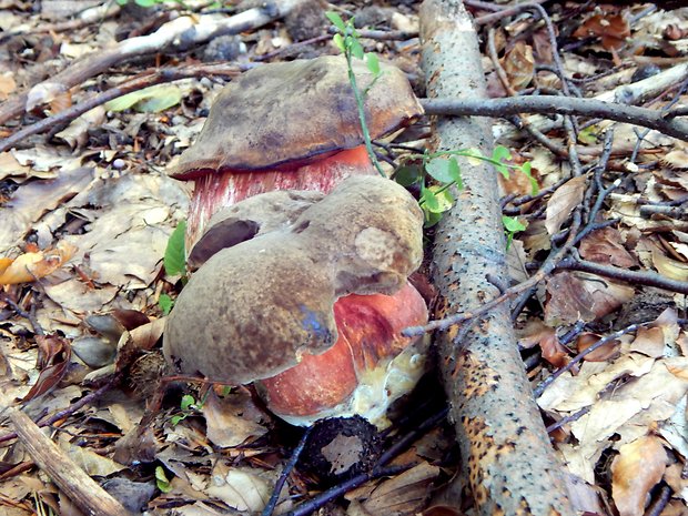 hríb zrnitohlúbikový Sutorius luridiformis (Rostk.) G. Wu & Zhu L. Yang