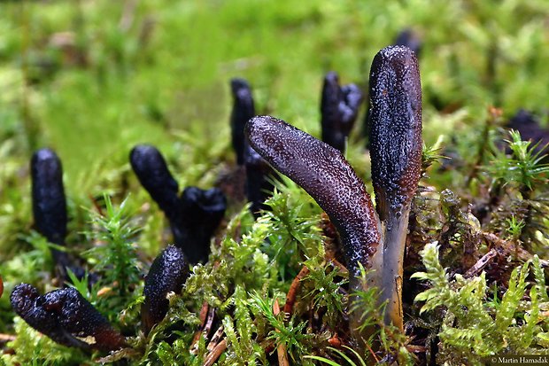 žezlovka srnková Tolypocladium ophioglossoides (J.F. Gmel.) Quandt, Kepler & Spatafora