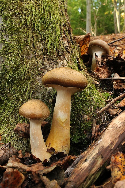 podpňovka Armillaria sp.