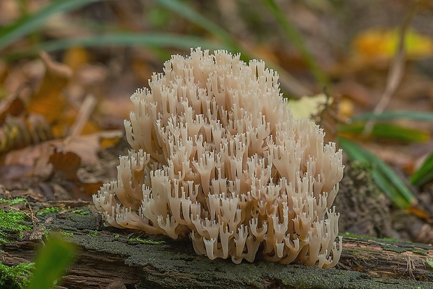 korunovec svietnikovitý Artomyces pyxidatus (Pers.) Jülich