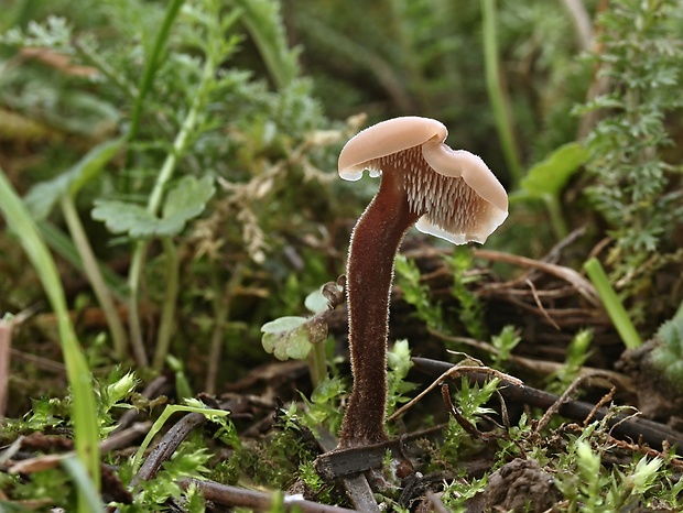 lopatovka obyčajná Auriscalpium vulgare Gray