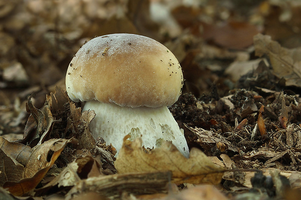 hríb smrekový Boletus edulis Bull.