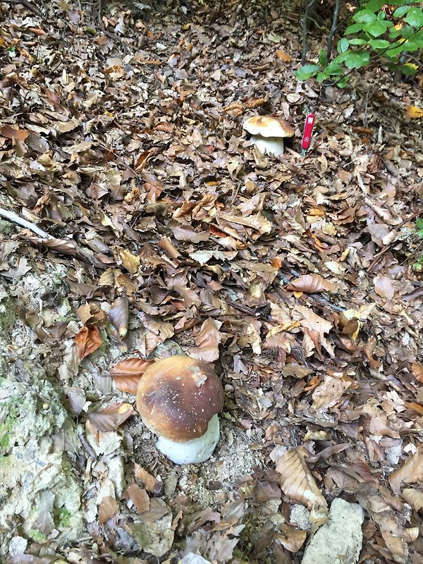 hríb dubový Boletus reticulatus Schaeff.