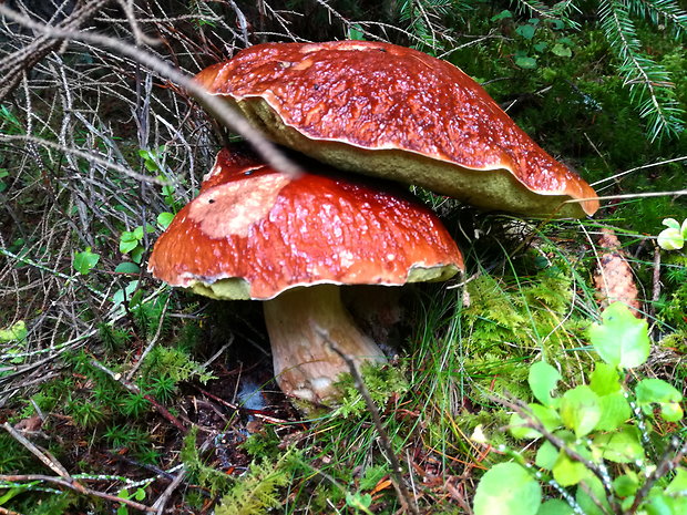 hríb dubový Boletus reticulatus Schaeff.