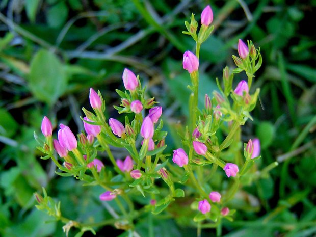 zemežlč menšia Centaurium erythraea Rafn