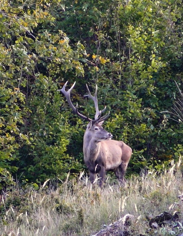 jeleň lesný Cervus elaphus