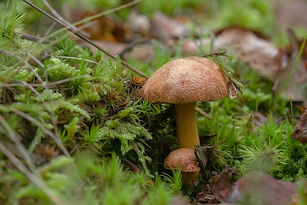 meďovec korenistý Chalciporus piperatus (Bull.) Bataille