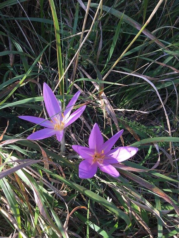 jesienka obyčajná Colchicum autumnale