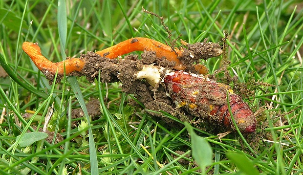 žezlovka hmyzová Cordyceps militaris (Fr.) Link