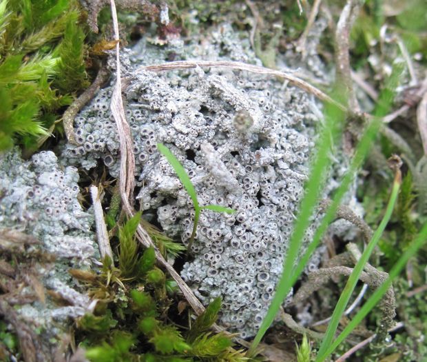 sivoš machový Diploschistes muscorum (Scop.) R. Sant.