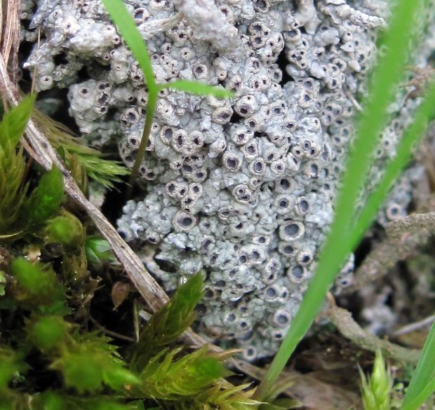 sivoš machový Diploschistes muscorum (Scop.) R. Sant.