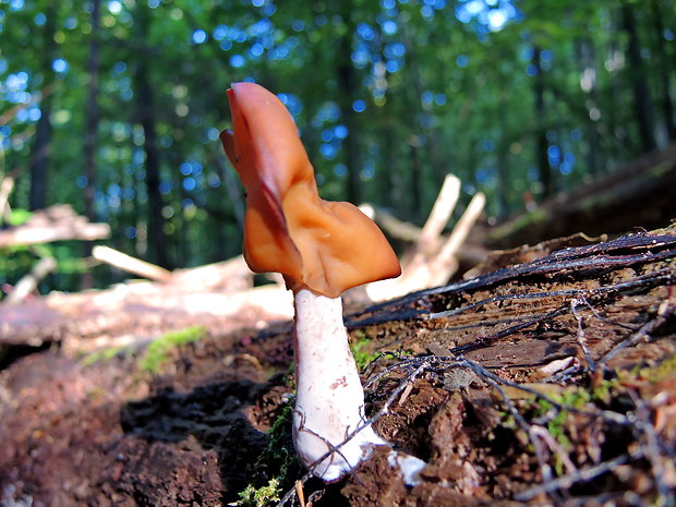 ušiak fialový Gyromitra ambigua (P. Karst.) Harmaja