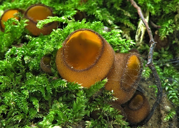 humária Humaria aurantia (Clem.) Häffner, Benkert & Krisai