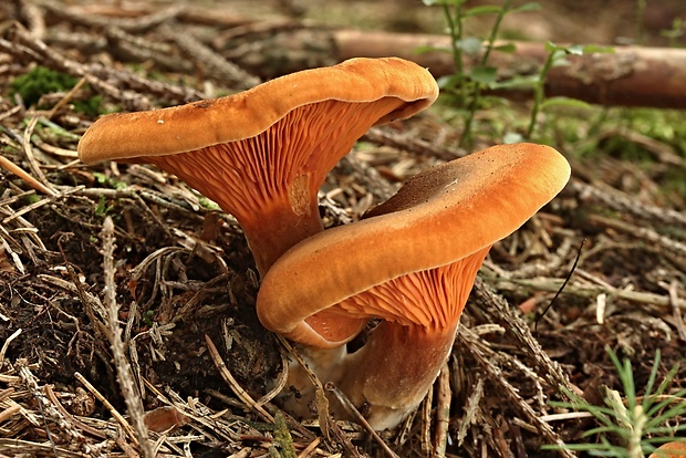 líška oranžová Hygrophoropsis aurantiaca (Wulfen) Maire