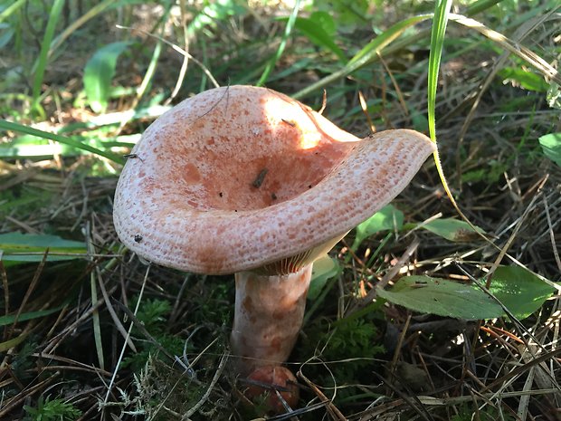 rýdzik pravý Lactarius deliciosus (L.) Gray