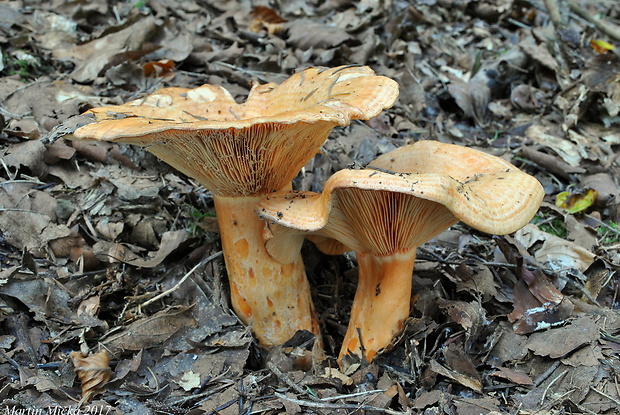 rýdzik jedľový Lactarius salmonicolor R. Heim & Leclair