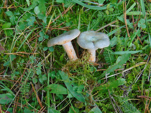 rýdzik oranžovokrvavý Lactarius semisanguifluus R. Heim & Leclair