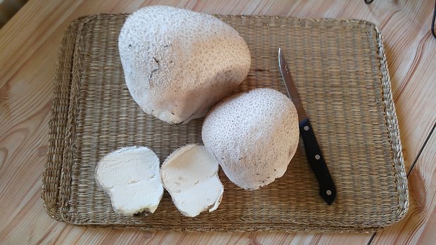 rozpadavec dlabaný Lycoperdon utriforme Bull.