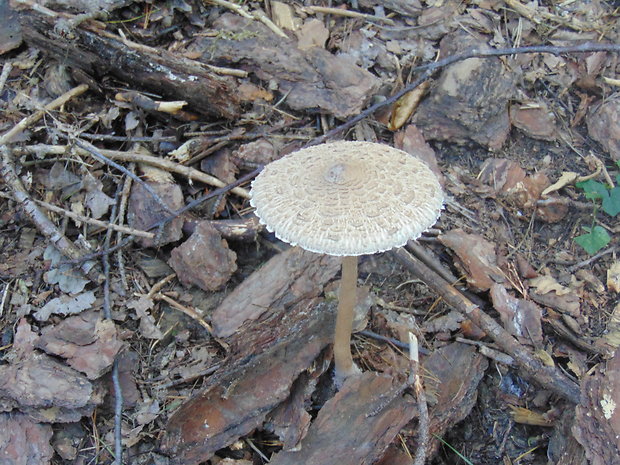 bedľa Macrolepiota sp.