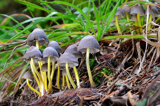 prilbička slizká želatínová Mycena epipterygia var. viscosa (Secr. ex Maire) Ricken