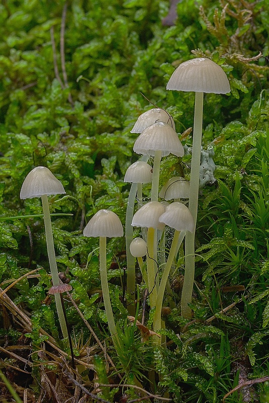 prilbička slizká Mycena epipterygia (Scop.) Gray