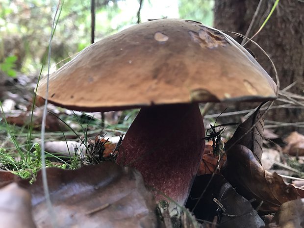 hríb zrnitohlúbikový červený Neoboletus luridiformis var. rubropileus (Dermek) Šutara