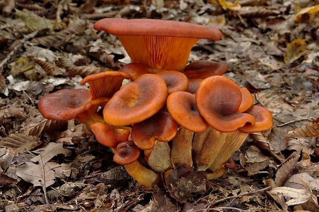 kališník hnedooranžový Omphalotus olearius (DC.) Singer