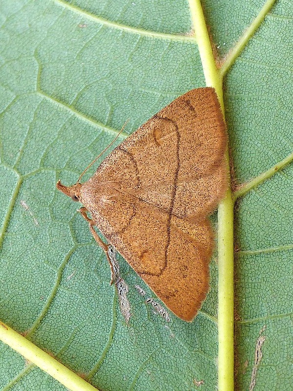 pamora hrabanková Paracolax tristalis