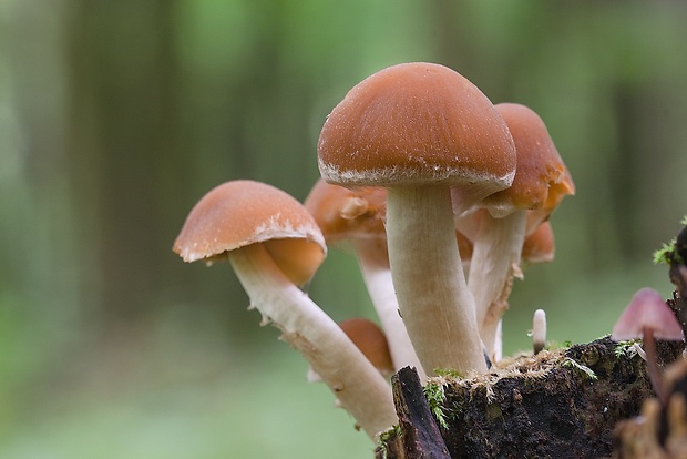 drobuľka Psathyrella sp.