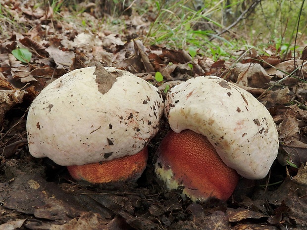 hríb purpurový Rubroboletus rhodoxanthus Kuan Zhao &amp; Zhu L. Yang