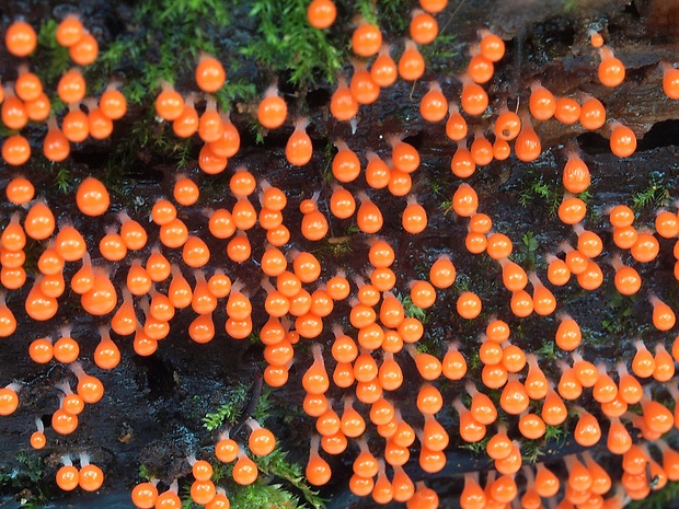 vlasnačka Trichia sp.