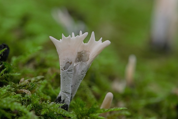 drevnatec parohatý Xylaria hypoxylon (L.) Grev.