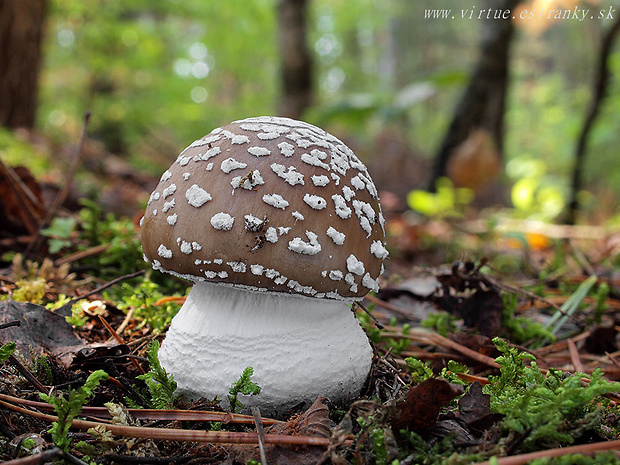 muchotrávka hrubá Amanita excelsa (Fr.) Bertill.