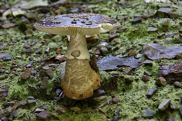 muchotrávka hrubá Amanita excelsa (Fr.) Bertill.