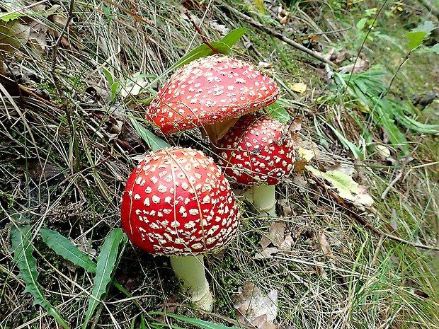 muchotrávka červená Amanita muscaria (L.) Lam.