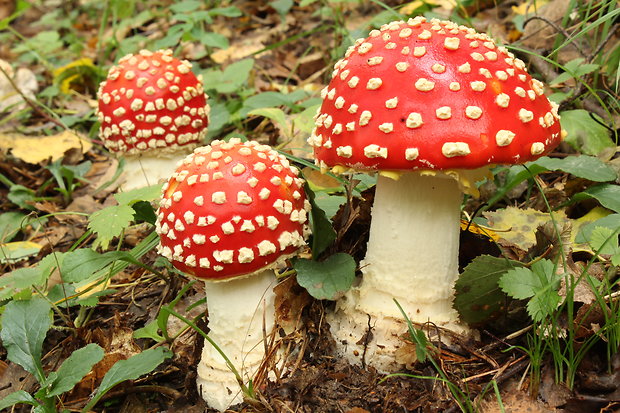 muchotrávka červená Amanita muscaria (L.) Lam.