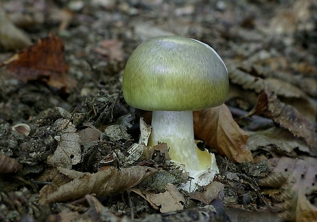 muchotrávka zelená Amanita phalloides (Vaill. ex Fr.) Link