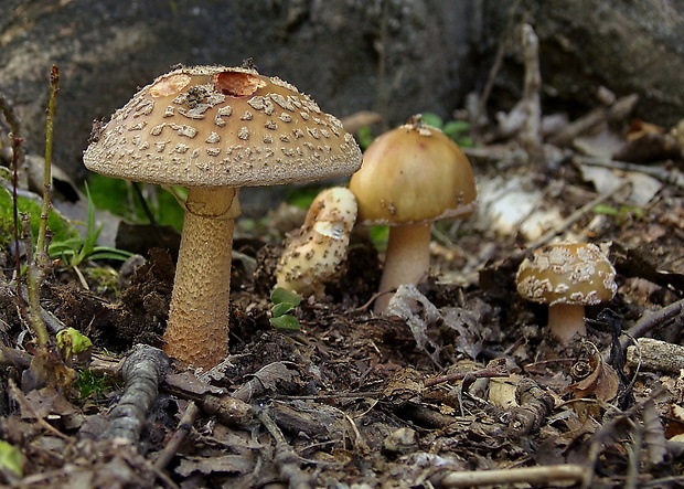 muchotrávka červenkastá Amanita rubescens Pers.