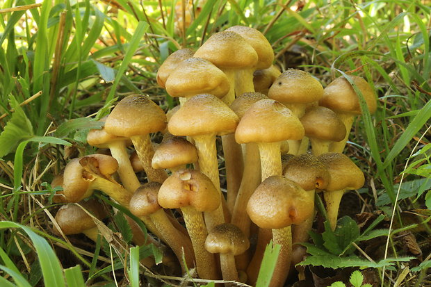 podpňovka obyčajná Armillaria mellea (Vahl) P. Kumm.