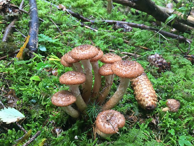 podpňovka Armillaria sp.