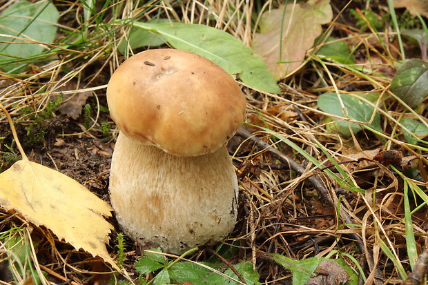 hríb smrekový Boletus edulis Bull.